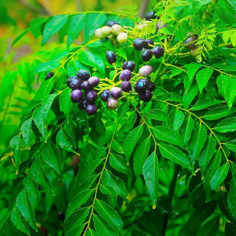 Sweet Neem Seeds - Vegetable Plant