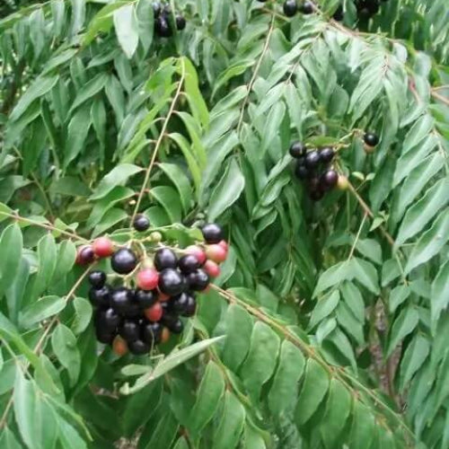 Sweet Neem Seeds - Vegetable Plant