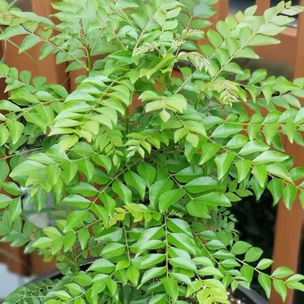 Sweet Neem Seeds - Vegetable Plant