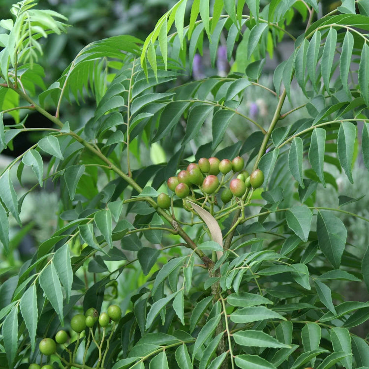 Sweet Neem Seeds - Vegetable Plant