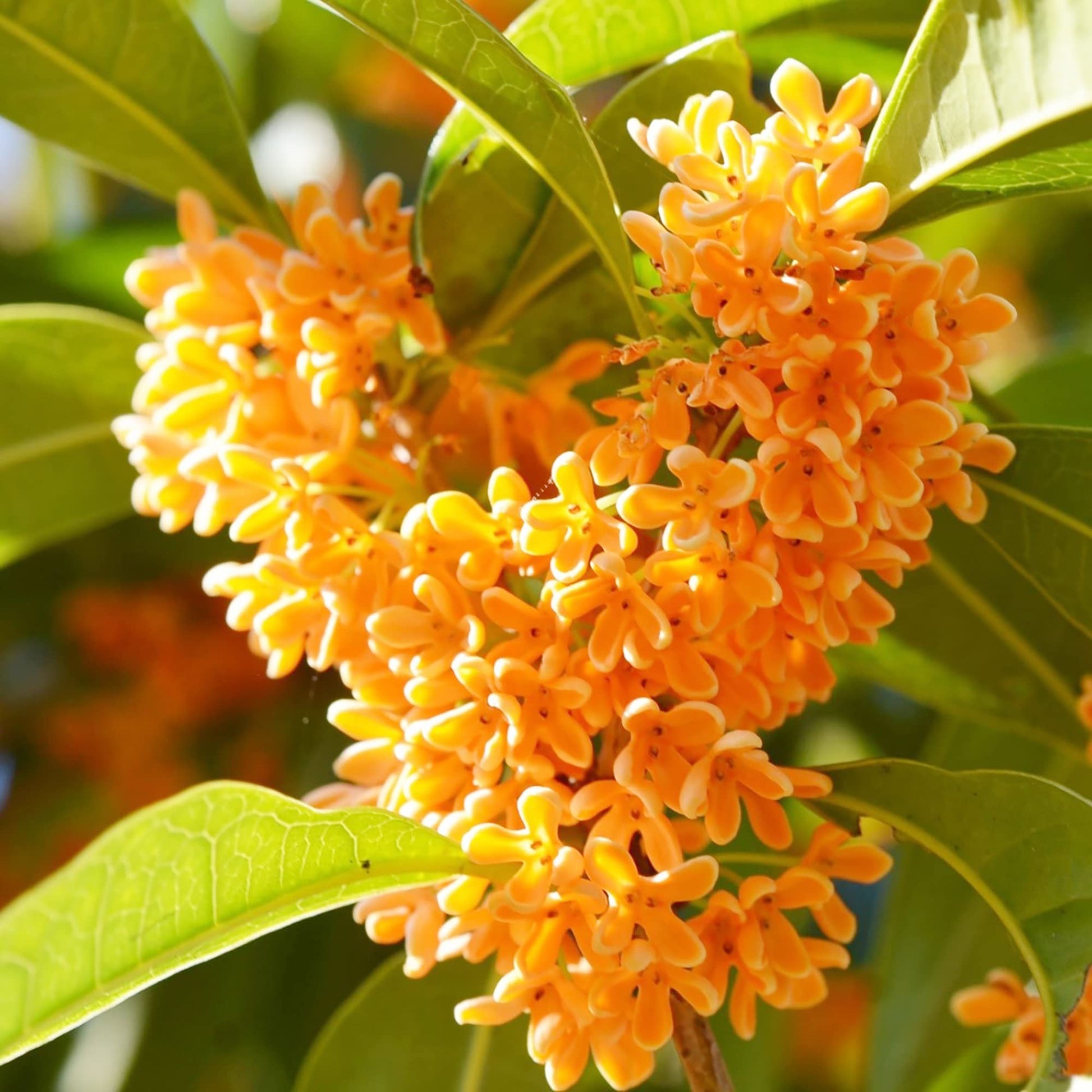 Sweet Olive Osmanthus Fragrans Seeds