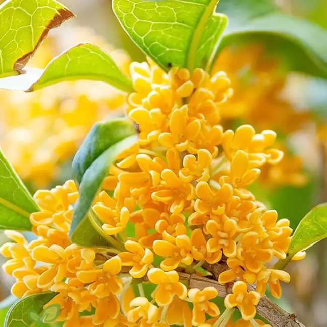 Sweet Olive Osmanthus Fragrans Seeds