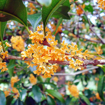 Sweet Olive Osmanthus Fragrans Seeds