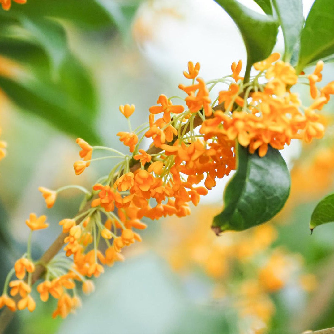 Sweet Olive Osmanthus Fragrans Seeds