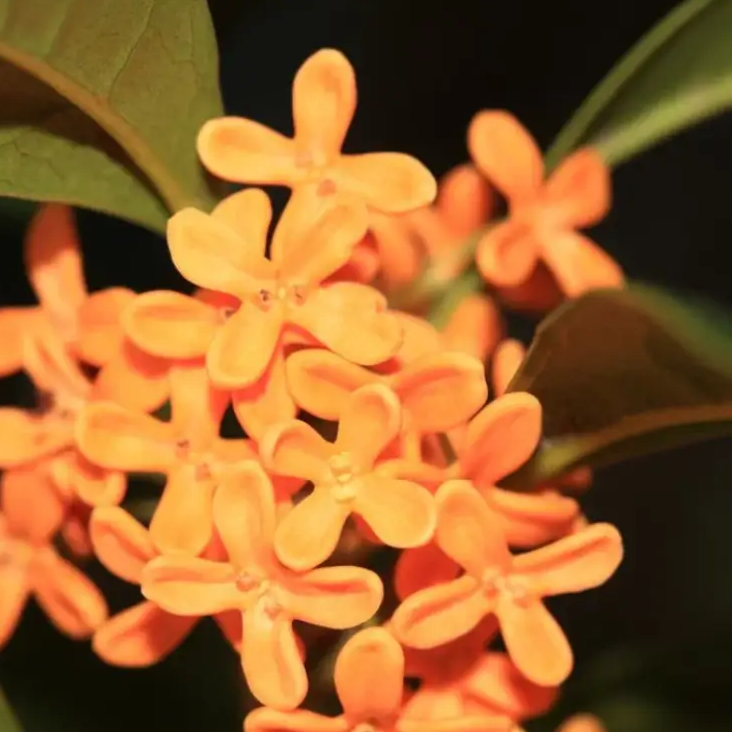 Sweet Olive Osmanthus Fragrans Seeds