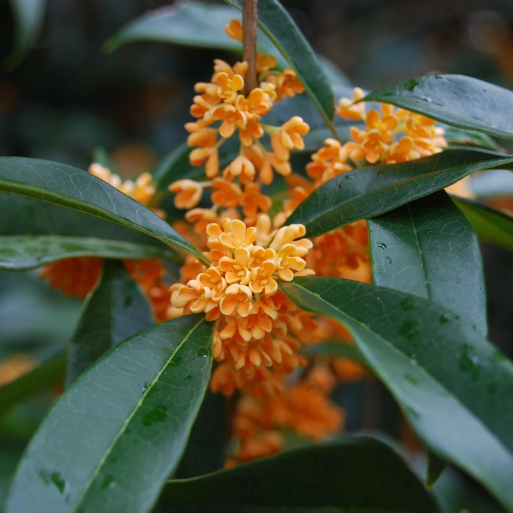Sweet Osmanthus Osmanthus Seeds 