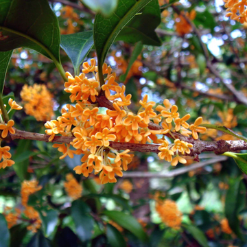 Sweet Osmanthus Osmanthus Seeds 
