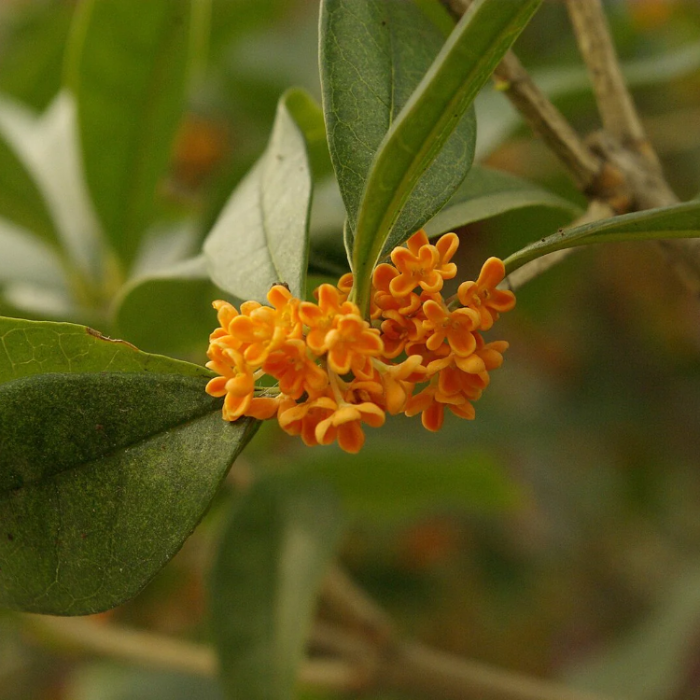 Sweet Osmanthus Osmanthus Seeds 