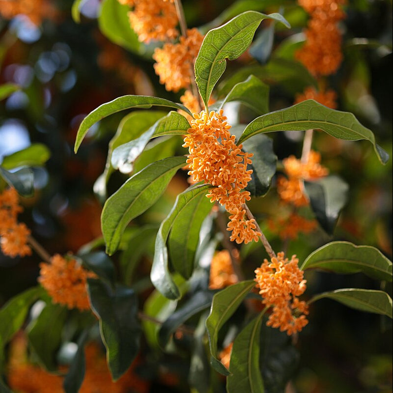 Sweet Osmanthus Osmanthus Seeds 
