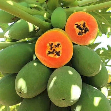 Sweet Papaya Seeds 