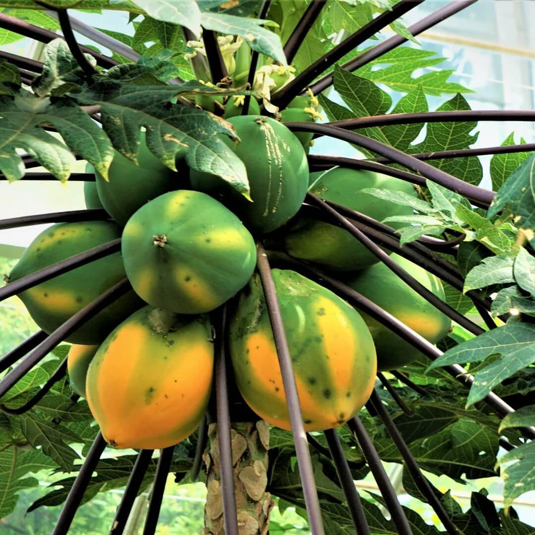 Sweet Papaya Seeds 