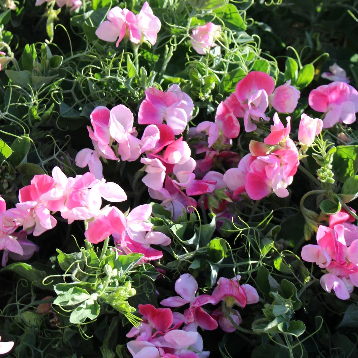 Sweet Pea Flower - Cupid