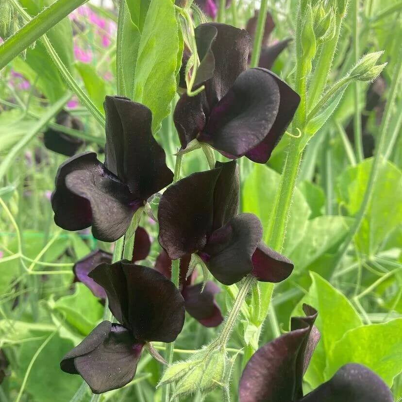 Sweet Pea Seeds – Black