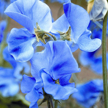 Sweet Pea Seeds – Blue
