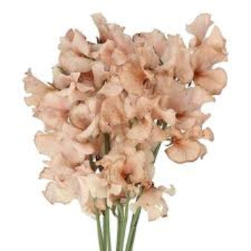 Sweet Pea Seeds – Brown