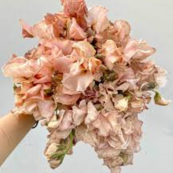 Sweet Pea Seeds – Brown