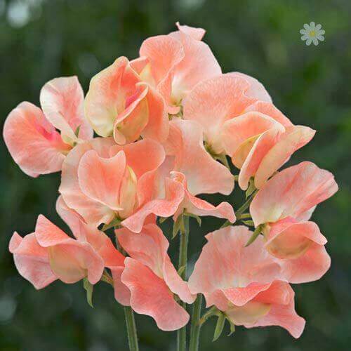 Sweet Pea Seeds – Candyfloss
