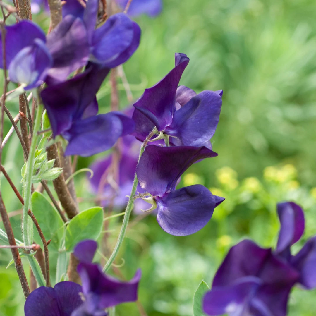 Sweet Pea Seeds – Deep Blue
