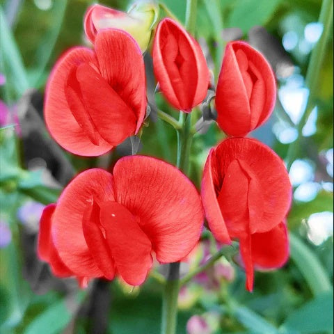 Sweet Pea Seeds – Deep Red