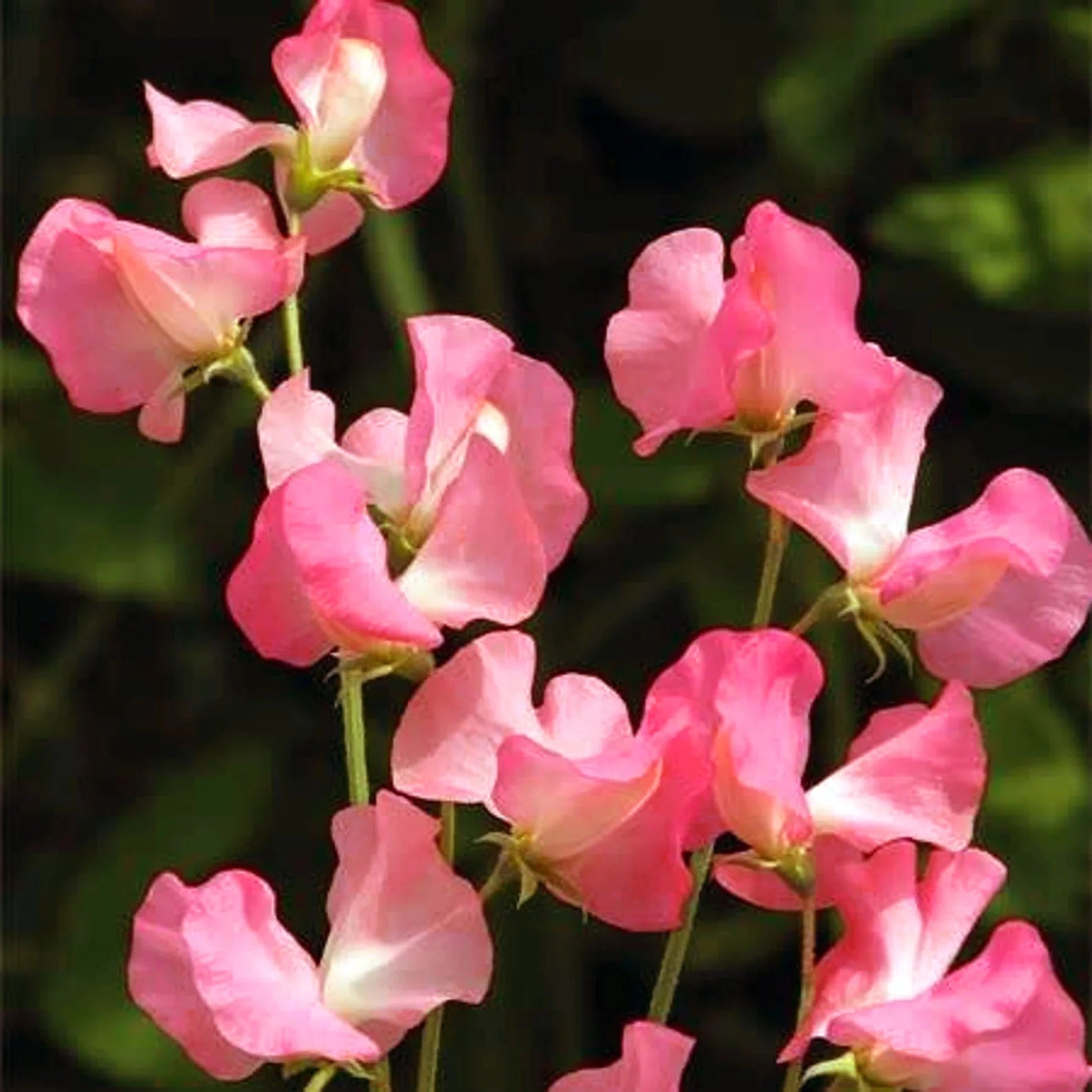 Sweet Pea Seeds – Elegance Watermelon