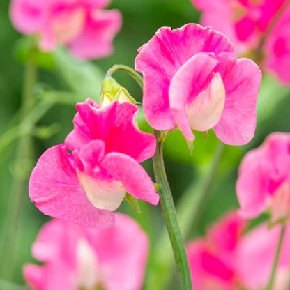 Sweet Pea Flower - Cupid