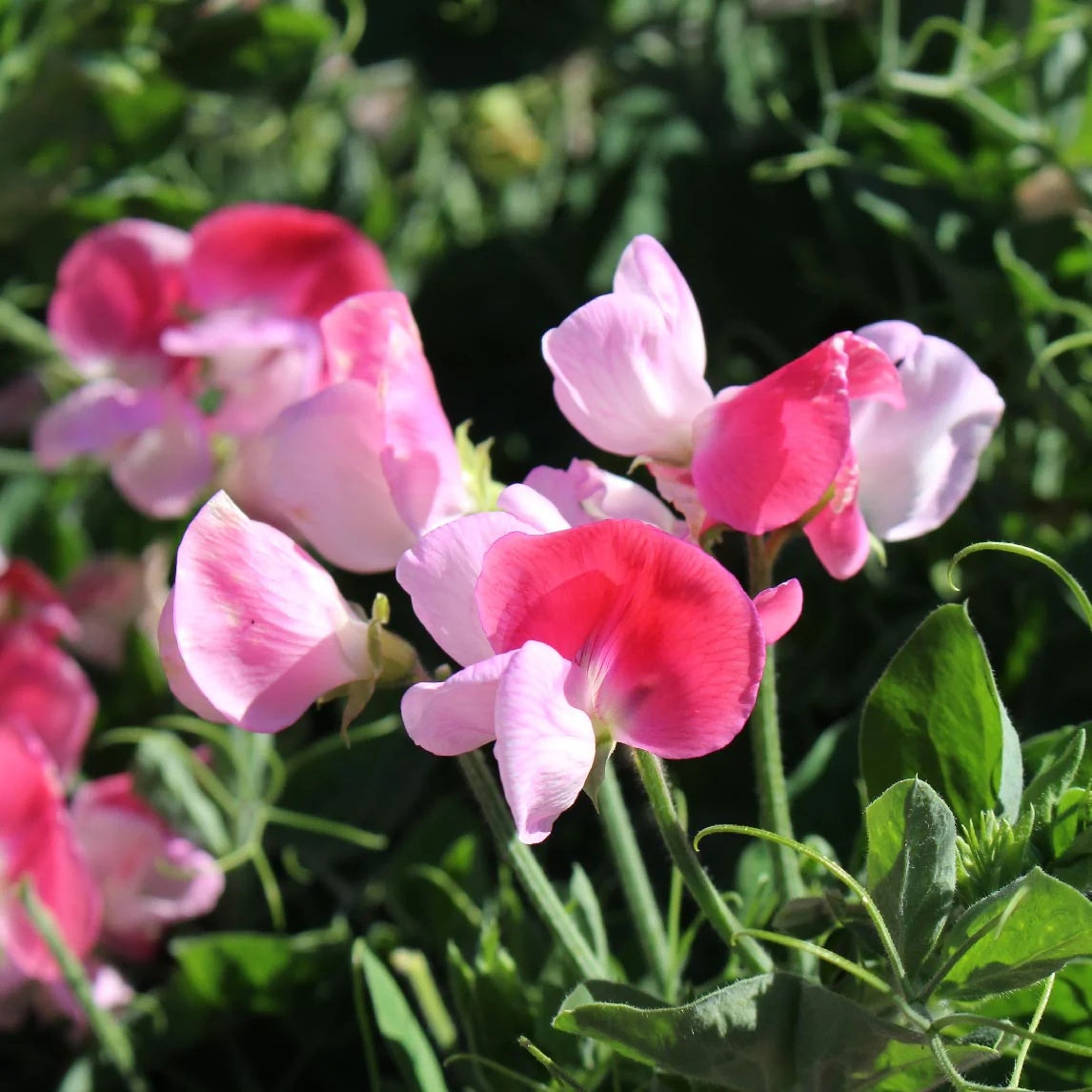 Sweet Pea Flower - Cupid