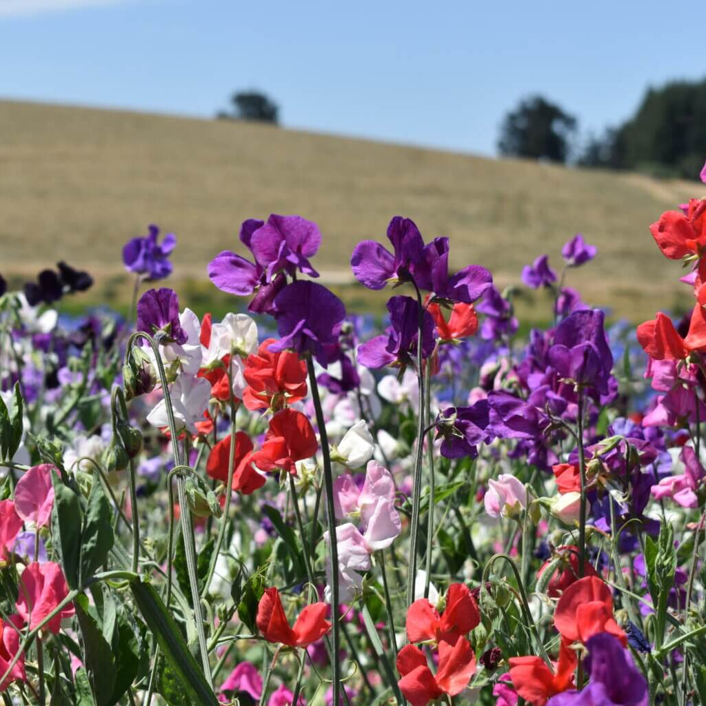 Sweet Pea Flower - Knee