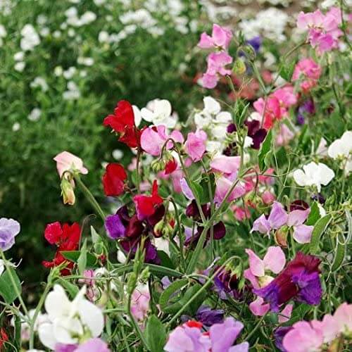Sweet Pea Flower - Knee