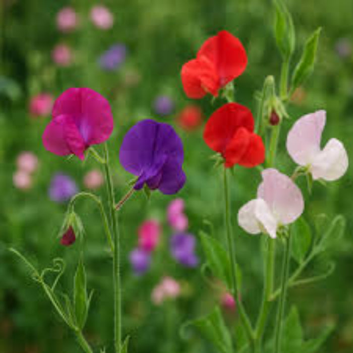 Sweet Pea Flower - Knee