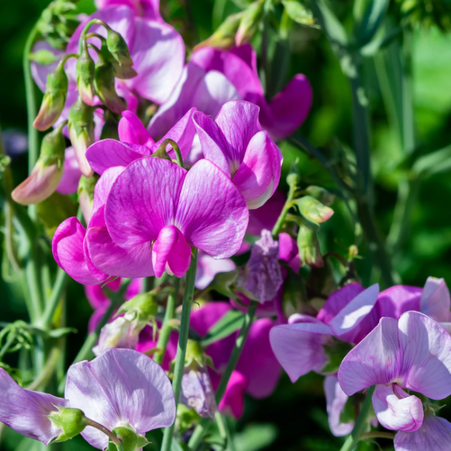 Sweet Pea Seeds – Fragrant Climbing