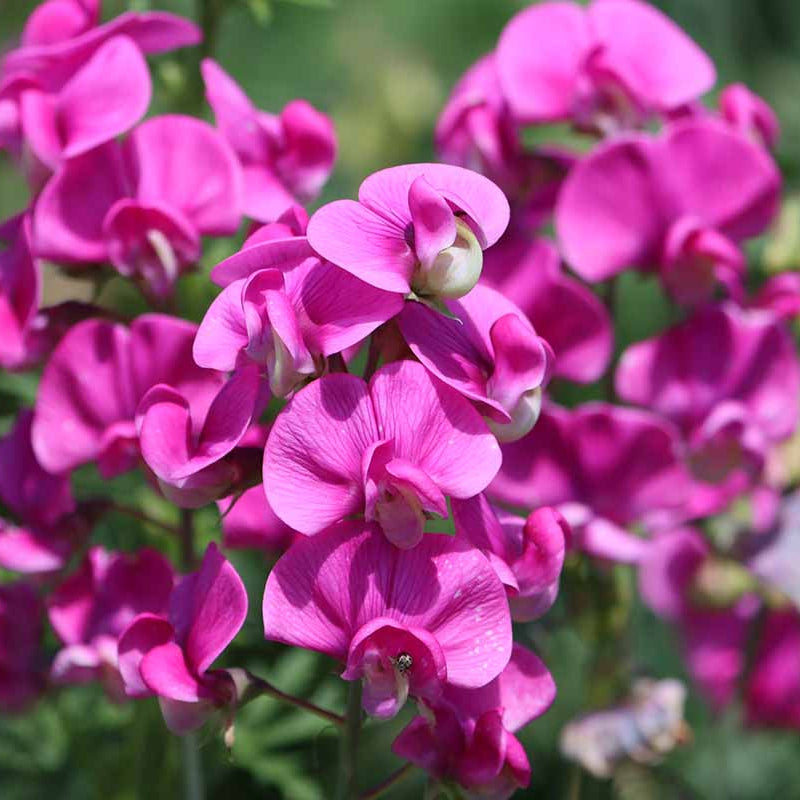 Sweet Pea Seeds – Fragrant Climbing