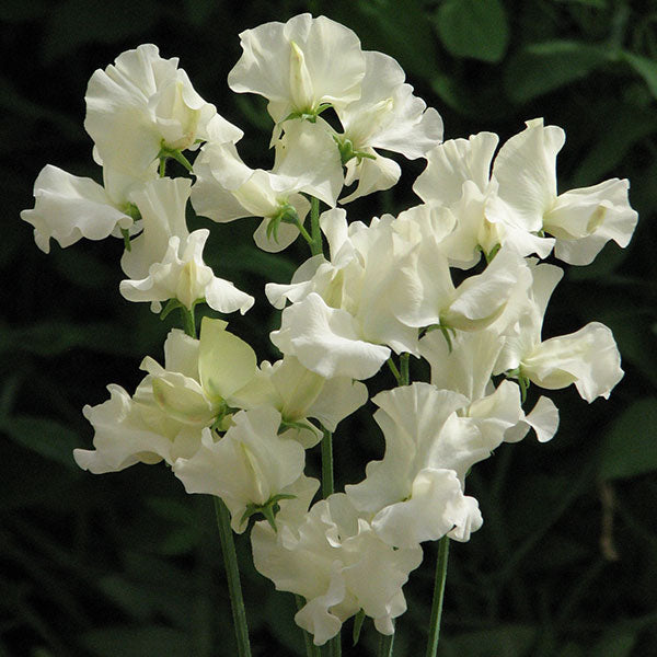 Sweet Pea Seeds – Jilly