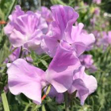 Sweet Pea Seeds – Lavender