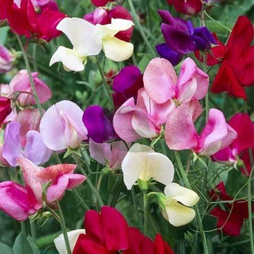 Sweet Pea Seeds – Multi-Color