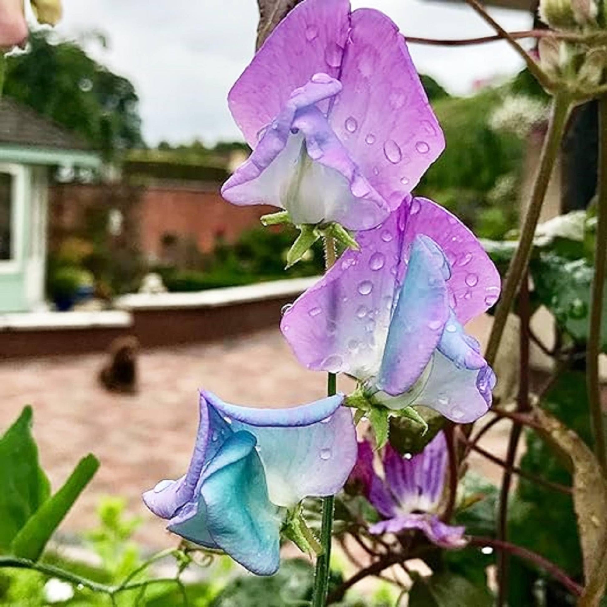 Sweet Pea Seeds – Northern Lights