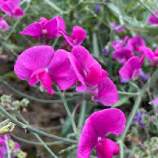 Sweet Pea Seeds – Pink