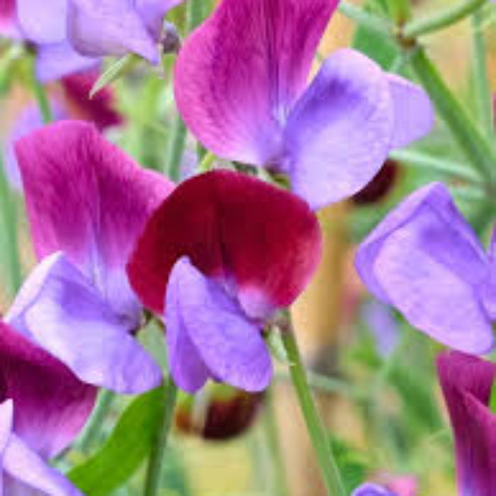 Sweet Pea Seeds – Pink Blue – Wildflower