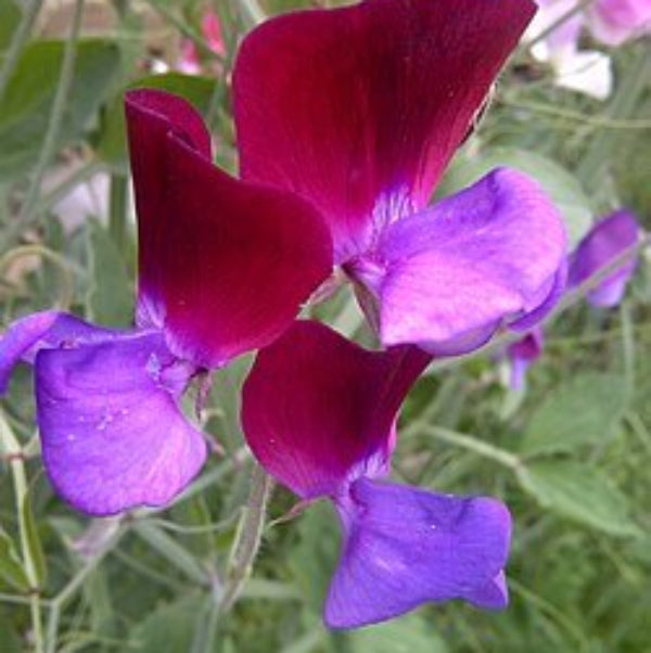 Sweet Pea Seeds – Pink Blue – Wildflower