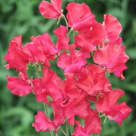 Sweet Pea Seeds – Red