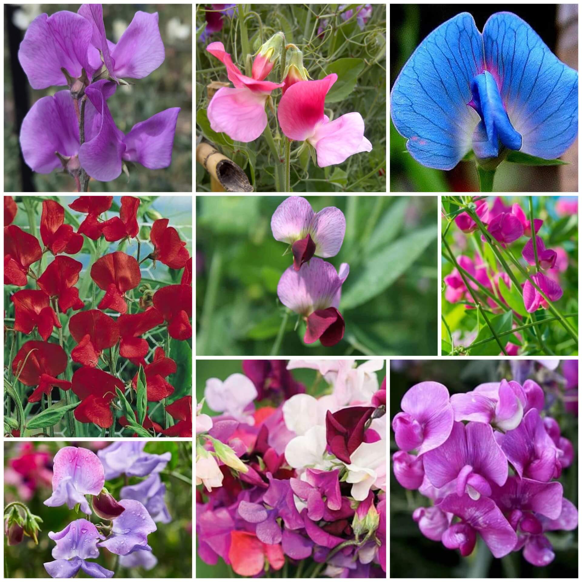 Sweet Pea Seeds - All In One For Home Gardens