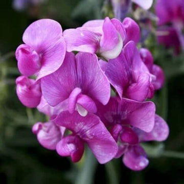 Sweet Pea Seeds - All In One For Home Gardens
