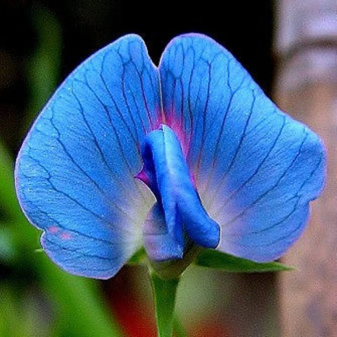 Sweet Pea Seeds - All In One For Home Gardens