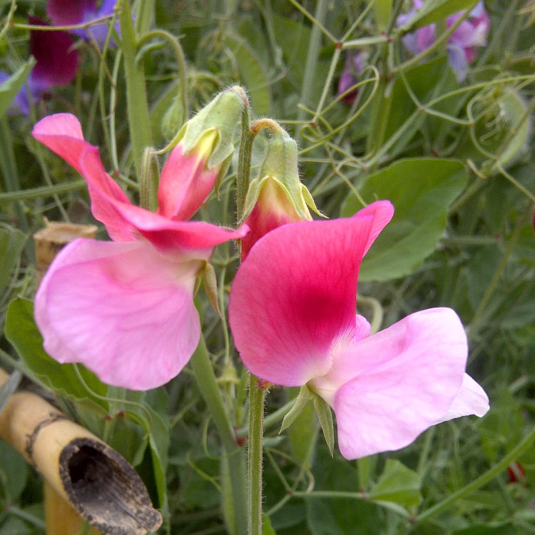 Sweet Pea Seeds - All In One For Home Gardens