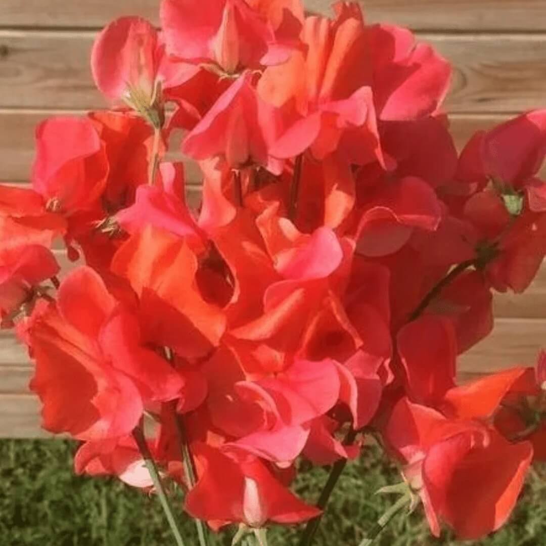 Sweet Pea Seeds – Red