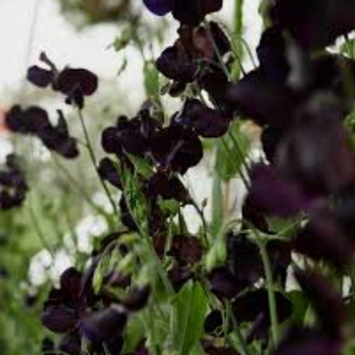 Sweet Pea Seeds – Black