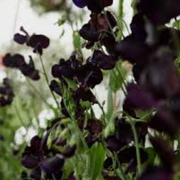 Sweet Pea Seeds – Black