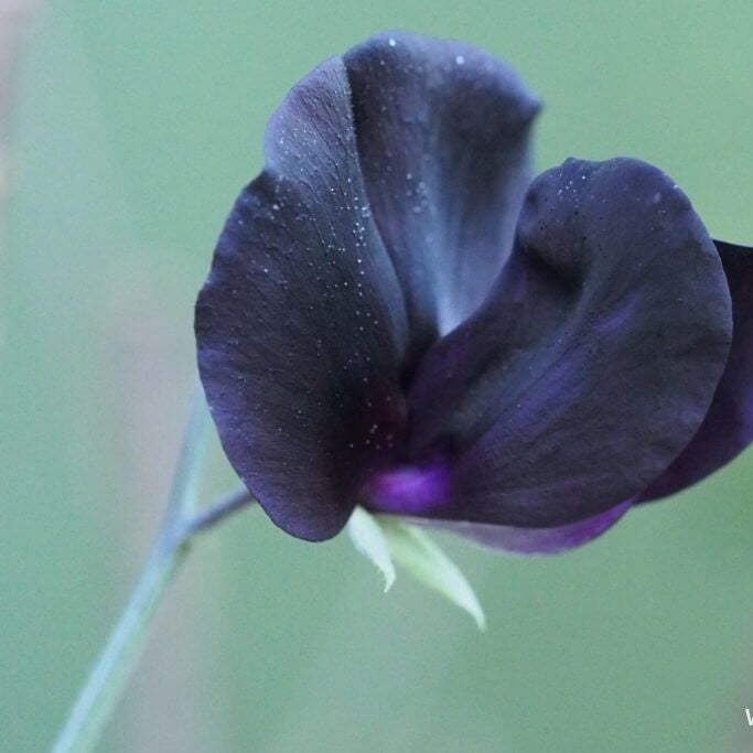 Sweet Pea Seeds – Black