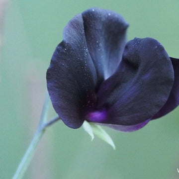 Sweet Pea Seeds – Black
