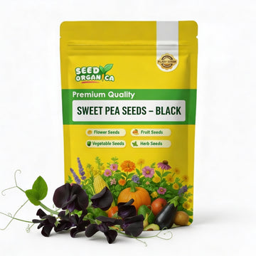 Sweet Pea Seeds – Black