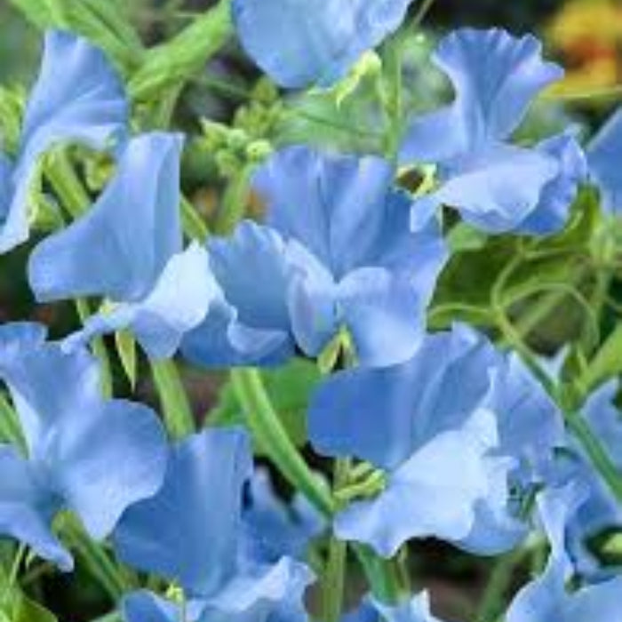 Sweet Pea Seeds – Blue